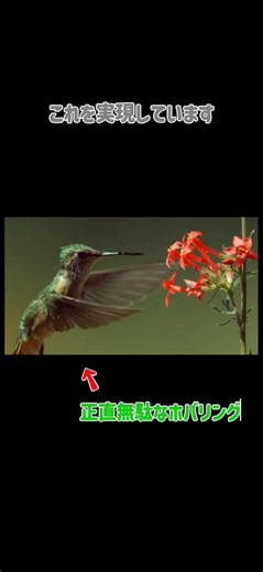 ハチドリについての豆知識 #雑学 #プチ知識 #豆知識