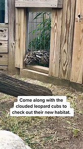 145K views · 123 reactions | Do you follow us on TikTok? If so, you'll know that our clouded leopard cubs got a new habitat last month and have been LOVING IT!  For more animal updates and enrichment, follow us: www.tiktok.com/@tanganyikawildlifepark/video/7126334723005123886?is_copy_url=1&is_from_webapp=v1&lang=en #Tanganyikawildlifepark #cloudedleopards #followus | Tanganyika Wildlife Park | Facebook