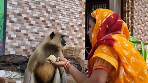 83K views · 6.7K reactions | Very very heart touching moments between human mother and her adopted young male langoor Manik. | Bhagabat Community | Facebook