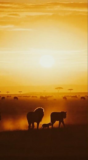 Lion Pride 🦁 | The Power of Family