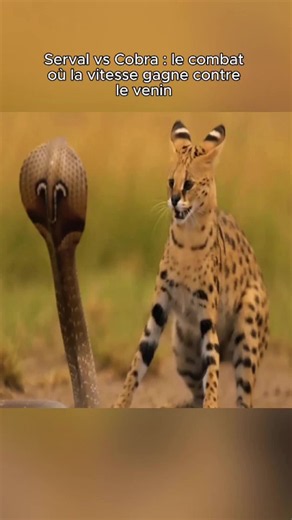 Serval vs cobra : qui gagne — la vitesse contre le venin