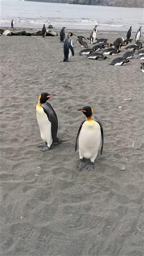 King penguins on the beach in South Georgia. #shorts