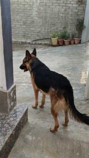 Attacking action my pet 🐶🐕 Munmun running towards gate caring 🏠#viralvideo #shortvideo