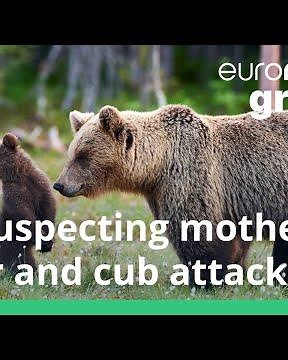 Watch how this mother bear protects her cub from an attack