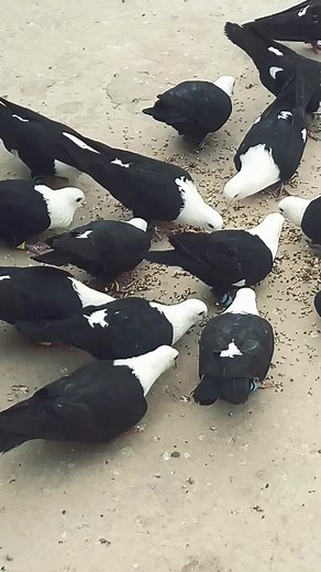 Pigeon Breeding in Karbala and Afghanistan