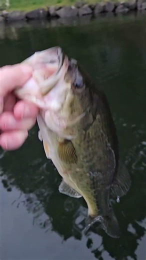 Fish#3!! #bass #bassfishing #fishing #swimbait79 #shortsvideos #shorts #pnw #springbassfishing #fish