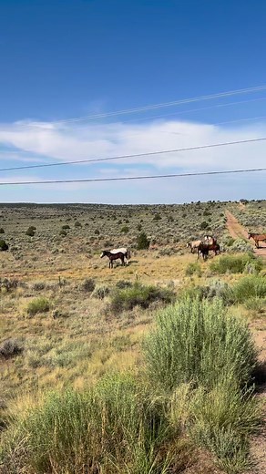 7.8K views · 461 reactions | Beautiful Navajo horses! #Reels #Horses #NavajoNation #Ganado #Buckskin | The Farm on Route 66 | Facebook