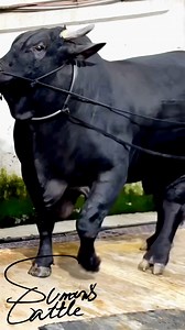 Here Comes The Massive Black Beast!! Power In Every Step! 🖤🔥 #MassiveBull #BlackBeast #PowerfulBull #BullVibes #BullLovers #CattleKing | SUMON’S CATTLE
