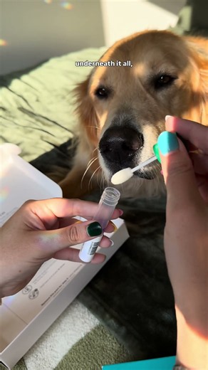 Odin's DNA revealed amazing surprises 🐶🎉