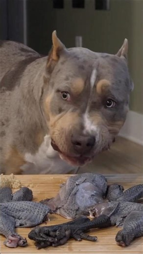 American Bully XL Puppy Eats RAW Black Chicken | BEST Raw Feeding ASMR