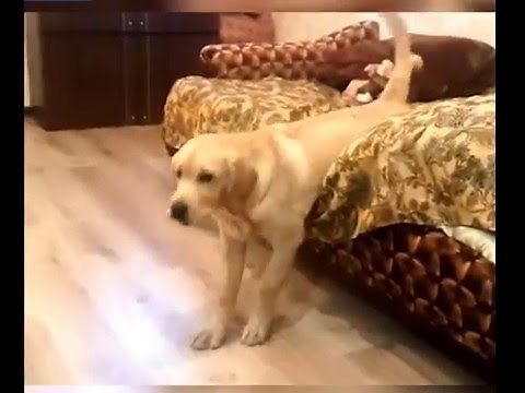 Lazy Labrador REALLY doesn't want to get out of bed