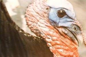 CONSERVATION FLASHBACK (1970) "Return of the Wild Turkey" -- The return of the wild turkey to much of the nation’s woodlands is one of the more successful game management stories. This film traces the revival of these majestic birds and reviews the many problems which beset turkeys and threaten their habitat. Celebrating 80 years of conservation in Missouri. -- Kipp@MDC | Missouri Dept. of Conservation