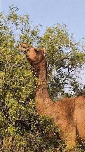 The desert King 👑 #camel #desertking