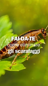 🪳 Come eliminare gli scarafaggi senza veleni? La risposta è in cucina: zucchero bicarbonato.Gli scarafaggi vanno pazzi per lo zucchero…Ma ingerendo anche il bicarbonato, muoiono per accumulo di gas, perché non possono espellerlo.È un metodo lento ma infallibile.Naturale, sicuro per animali domestici, e super economico. Funziona solo se lo metti nei posti giusti: angoli bui, vicino agli scarichi, sotto i vasi.E ricorda di cambiarlo ogni 5–7 giorni.👇 Provalo e scrivimi se funziona anche da te! #