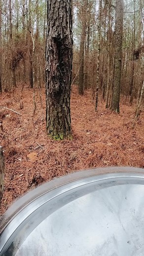 Guess how many times can I saw into the pine before it falls? #chainsaw #cutterman #tigercatforestry #fyp #cutterman830 #goprohero9 #heavyequipment #catchloggermack