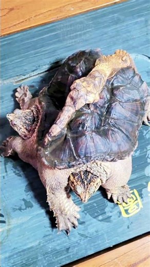 This Baby Turtle Has Two Heads #alligatorsnappingturtle #turtle