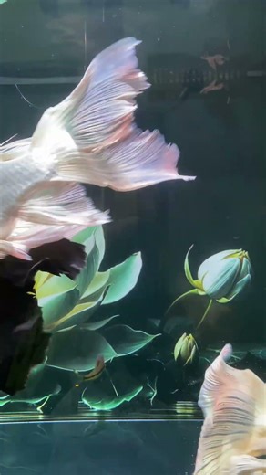 Relaxing Aquarium Fish Lionhead carp