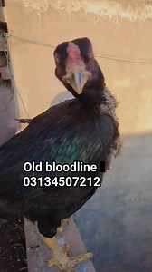 2.2K views · 110 reactions | Old bloodline Aseel | old Aseel #uniqueaseel #aseelfarmingandcare #mushkimaadi #blackaseel #shortsvideos #reelschallenge #viralreelsfacebook | Aseel Farming And Care | Facebook