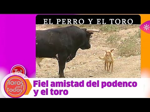 Toros para todos |Comprobamos en el campo que el toro y el perro pueden ser amigos inseparables