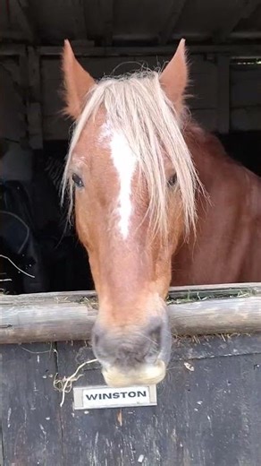 Winston the Horse Eating Lunch 🐴🥕 So Satisfying!