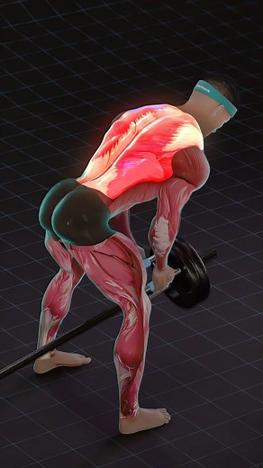 💥 YOU’RE PROBABLY DOING LANDMINE ROWS WRONG If landmine rows feel like arms instead of back, you’re not alone. Most people never learn the right form. But when you set the angle right… drive the elbow back… and keep your shoulder blade moving… you’ll feel your lats, rhomboids, and traps fire instantly. Use this to FIX your rows and finally feel your back actually working. Save this for your next pull day. 🔥💪 Follow @SynerMuscle if you want simple science-backed tips that actually make sense. 