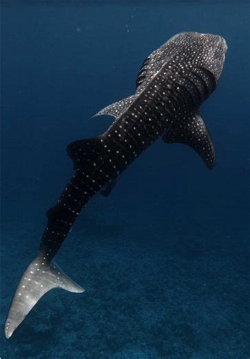 Moving underwater constellation 🦈 #whaleshark #wildlifephotography #wildlifephotographer #fyp #underwaterphotography