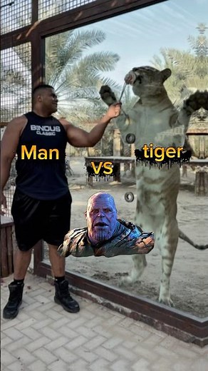 Homem VS Tiger 🔥🦾fui o primeiro homem a fazer o tigre dar três passos pra frente #força #desafio