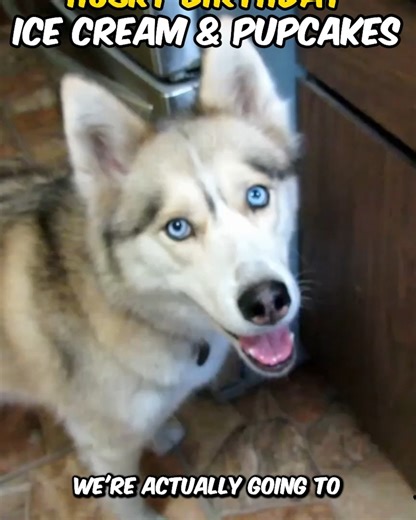 DIY Dog Treats! | Gone to the Snow Dogs