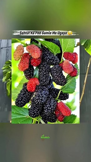 How to Grow Grapes (Shahtot) | Farming Tips