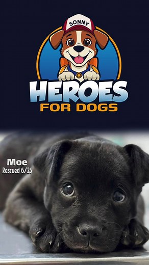 Everyday Heroes Save Dogs! Join our community-powered, dog rescue movement to save ALL of the dogs….one mission, project and rescue at a time! #heroesfordogs #dogrescue #adoptdontshop #bethehero
