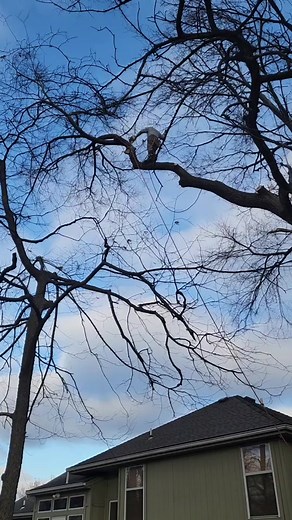 Family Tree Service specializes in Tree Removal, trimming, and a variety of other tree services. We Service Kansas City, Liberty, MO, and the surrounding communities since