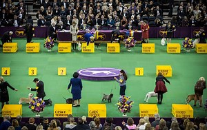 8 Reasons Dogs Get Disqualified at Westminster