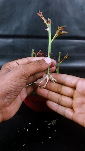 Watch how to grow rose plant from stems | Step-by-step technique explained
