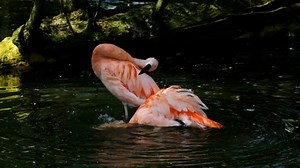 Flamingo, Birds, Water Bird. Free Stock Video