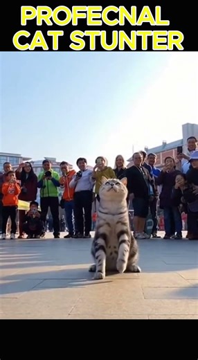 Insane Cat Stunt 😺🔥 | You Won’t Believe This Jump! 😱