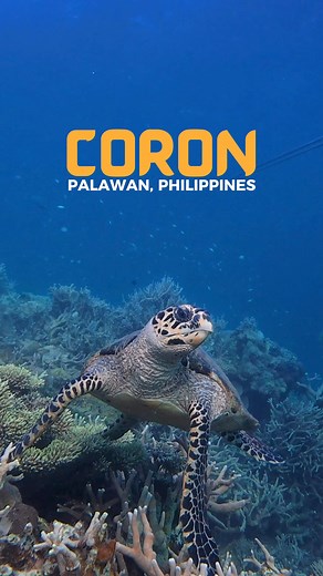 Coron caught the attention of many due to its diving spots, beautiful islands, white sand beaches, towering rock formations, and incredibly clear waters. It is also considered the more quiet and laidback sibling of El Nido, another famous Palawan, Philippines destination because of its captivating waters and scenery. Due to Coron's proximity to Busuanga and Culion, you can also include them in your island hopping tour itinerary. Book your next tour with Eventive Travel Services and Il Geco Verde