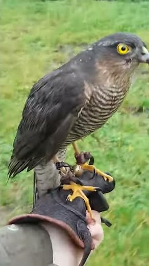 Falconry- hunting teal with a sparrowhawk