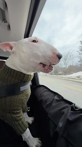 22K views · 3.9K reactions | She always got something to say  #yapper #yap #yapping #meme #dog #memes | MisterMainer | Facebook