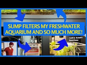 Using Sump to Filter Freshwater Display Aquarium (Tips, Tricks & Benefits!)