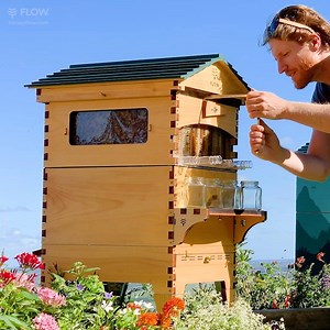 943K views · 10K reactions | There are so many wonderful things about having bees! Honey is just one of them. Meet some of our Aussie Flow beekeepers and discover what they enjoy about having bees in their garden.  Spring is buzzing here in Australia - so it's the perfect time to get started.  | Flow Hive | Facebook