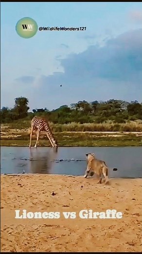 Giraffe Fights Back Against a Lioness | Powerful Wildlife Moment