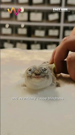 Helping a Blind Gecko Shed And See Again #educational #vet #medicine #funfacts #lifehacks