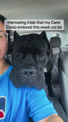 Cane Corso Bentley: Prayers & Recovery After Harrowing Week