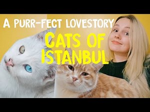 Cats of Istanbul | A purr-fect lovestory! #15