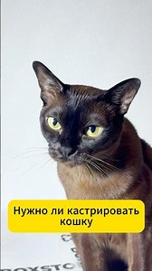 Нужно ли кастрировать кошку #кошка #cat #кот #коты #юмор #факты #бурма #мейнкун #catshorts #коты