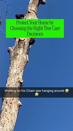 5 Tree Care Decisions for Peace of Mind