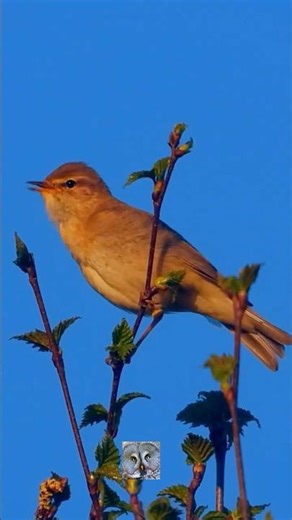Willow warbler Løvsanger Pouillot fitis Fitis Kolibiarik spevavý Piecuszek Luì grosso #shorts
