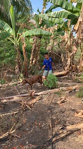 8.8M views · 155K reactions | MENCARI PREDATOR PEMANGSA TERNAK WARGA, tonton video lengkapnya. #petualang #bolang #berburu | Batara Tungke | Facebook