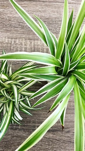 Chlorophytum comosum planta de interior - #mivirerofavorito . . . . . . . . . #miviverofavorito #jardin #flores #sustrato #fertilizante #Huerto #Plantas #Siembra #Semillas #Germinacion #Cactus #Suculentas #Anturios #Macetas #Cultivo #Organico #materas #SuculentasColgantes #PlantasDeInterior #JardineriaFacil #MacetasColgantes #PlantasParaPrincipiantes #DecoracionConPlantas #HogarVerde #JardineríaEnCasa #PlantasDeInterior #JardineríaFácil #CuidadoDePlantas #JardínSuculentas | Mi vivero favorito