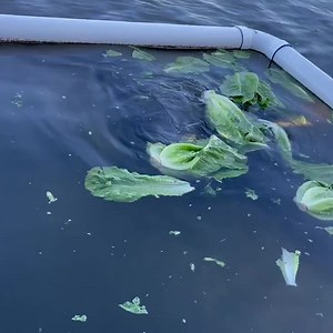 8.2K views · 183 reactions | 塞 MUNCHING MANATEES: This is the first time officers with MyFWC Florida Fish and Wildlife observed manatees eating the vegetation its staff provides at the Temporary Field Response Station. Reminder: it is illegal to feed manatees. : Florida Fish and Wildlife Conservation Commission | WPBF 25 News | Facebook